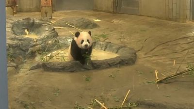 Lotería para poder ver al panda estrella del zoo de Tokio
