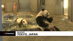 Xiang Xiang: uma estrela em Tóquio