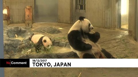 Xiang Xiang: uma estrela em Tóquio