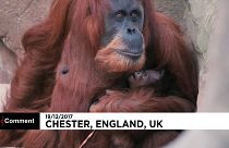 Zoo de Chester celebra o Natal com um novo orangotango