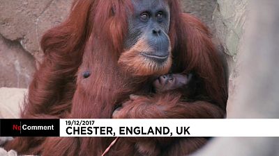 Zoo de Chester celebra o Natal com um novo orangotango