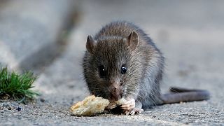 France : des ministères envahis par des rats