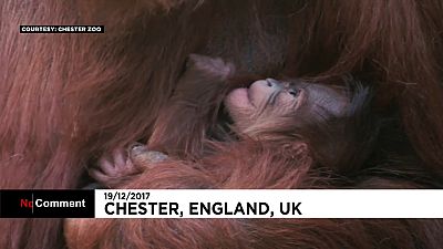 England: Neues Orang-Utan-Baby im Zoo von Chester