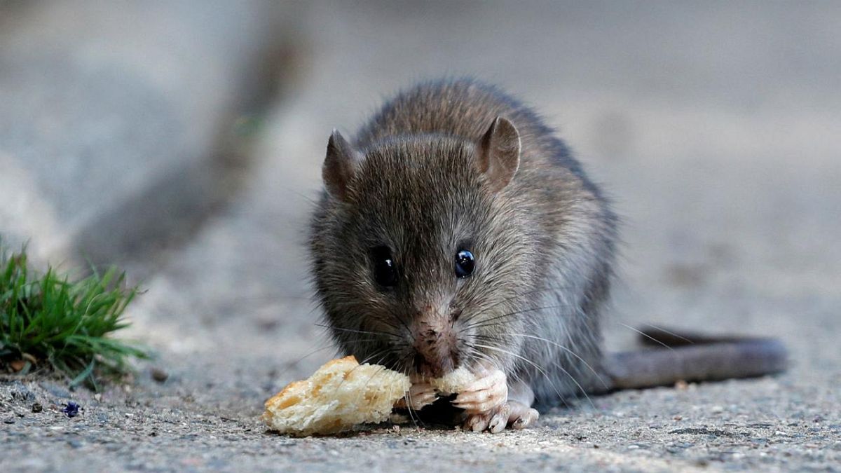 French government hires cats to chase out rats in ministry buildings