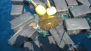 Tartaruga presa a fardos de cocaína