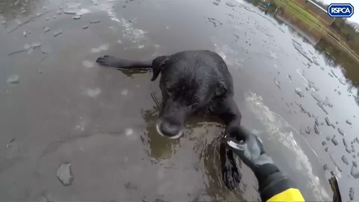 إنقاذ كلب عالق في نهر متجمد بإنكلترا