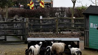 London Zoo to reopen after fire that killed animals