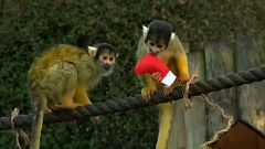 Réouverture du zoo de Londres touché par un incendie