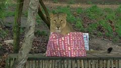 Nach Brand: Bescherung bei den Zootieren