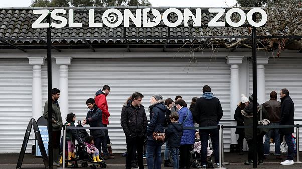 Zoo de Londres reabre com quatro suricatas a menos Zoo de Londres reabre com quatro suricatas a menos