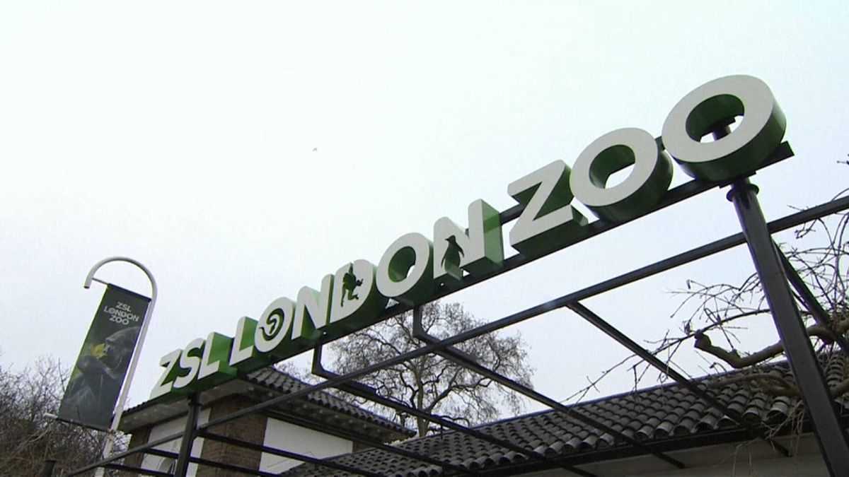 Londra: riapre lo zoo dopo l'incendio
