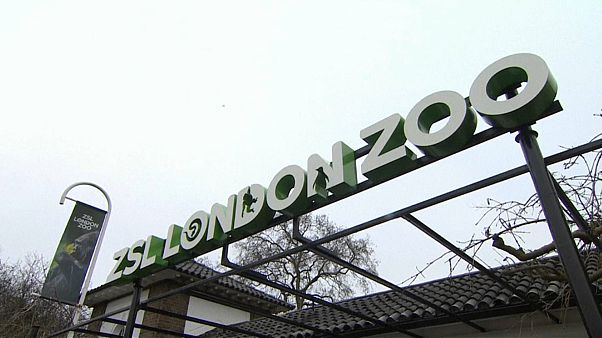 Londra: riapre lo zoo dopo l'incendio Londra: riapre lo zoo dopo l'incendio