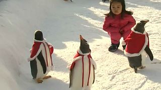 چین؛‌ پنگوئن‌ها در لباس بابانوئل