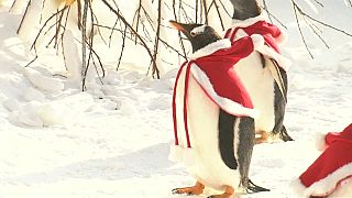 Buone feste da questi pinguini vestiti da Babbo Natale