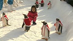 Des manchots jouent les stars de Noël 