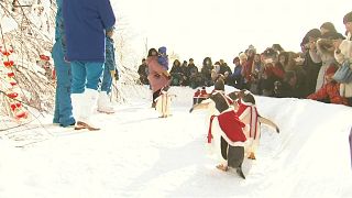 Çin'in Noel pelerinli penguenleri