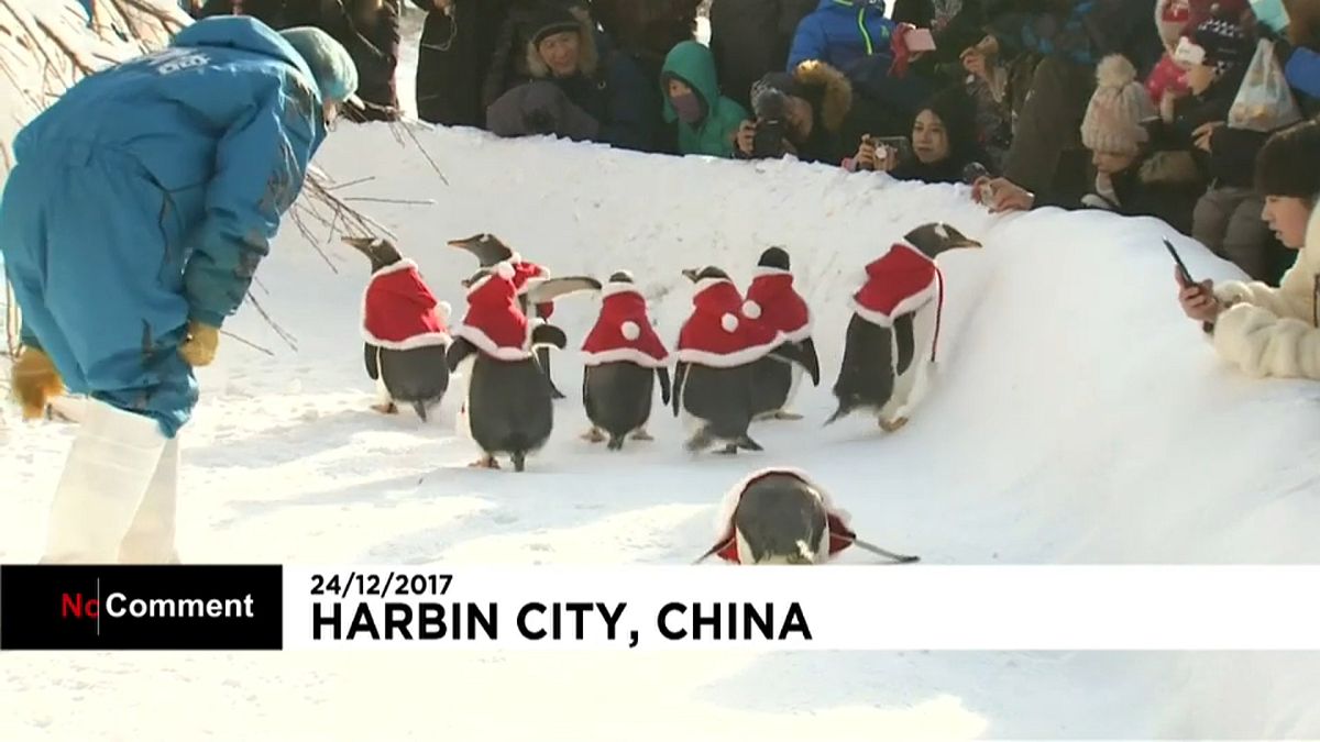 Пингвины радуют китайских детей 