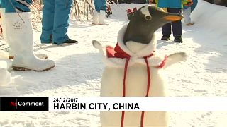 Pinguine verkleidet als Weihnachtsmann
