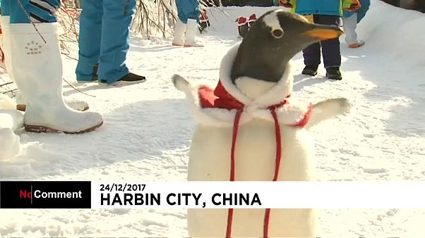 Pinguine verkleidet als Weihnachtsmann Pinguine verkleidet als Weihnachtsmann