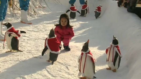 Sevimli penguenler Çinli turistlerin ilgi odağı oldu Sevimli penguenler Çinli turistlerin ilgi odağı oldu
