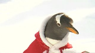 Polarland Penguins go Santa for Christmas