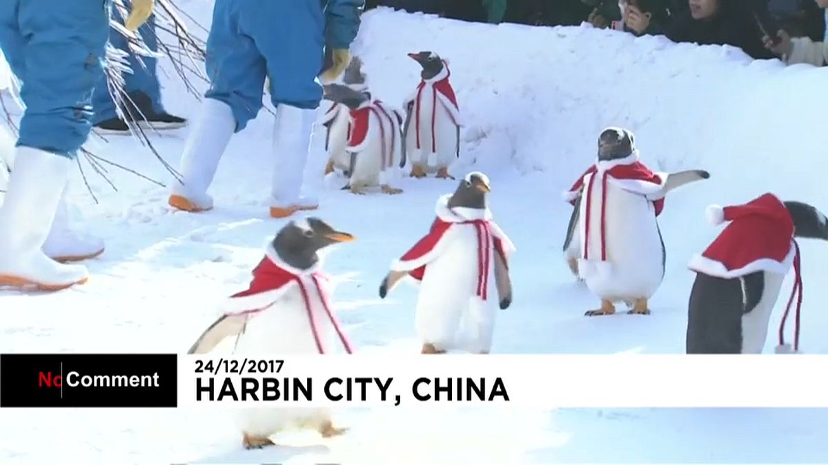 O desfile de pinguins natalícios na China