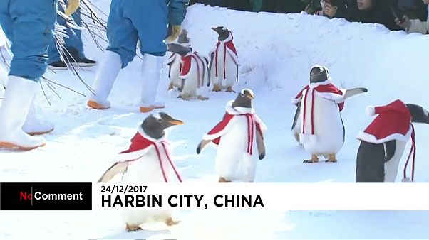 O desfile de pinguins natalícios na China O desfile de pinguins natalícios na China