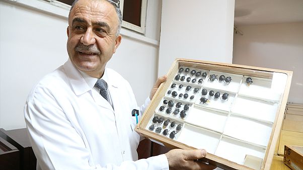 Türk profesör literatüre kazandırdığı böceğe babasının ismini verdi Türk profesör literatüre kazandırdığı böceğe babasının ismini verdi