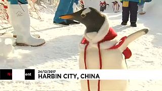 Télapónak öltöztetett pingvinek Kínában