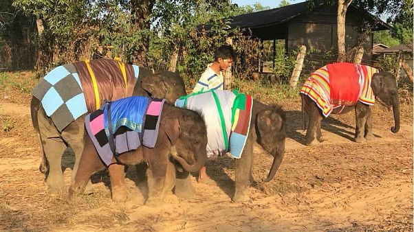 Elefanten in Wolldecken - auch in Myanmar wird es kalt. Elefanten in Wolldecken - auch in Myanmar wird es kalt.