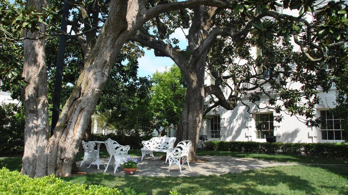 البيت الأبيض يودع أقدم شجرة في حديقته بعد أوامر ميلانيا بإزالتها