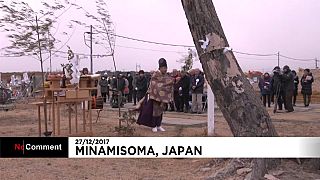 Japón tala su "árbol milagro"