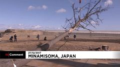 Pinheiro milagroso abatido no Japão