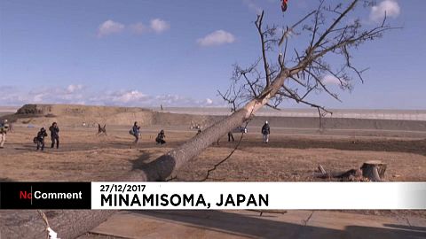 Pinheiro milagroso abatido no Japão