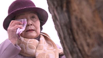 Japan: 'Miracle Pine' is felled