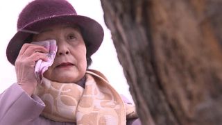 Unter Tränen: Wunderbaum in Japan wird gefällt