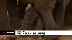 Nacimiento el día de Navidad en el zoo belga de Planckendael 