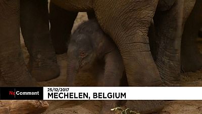 Nacimiento el día de Navidad en el zoo belga de Planckendael