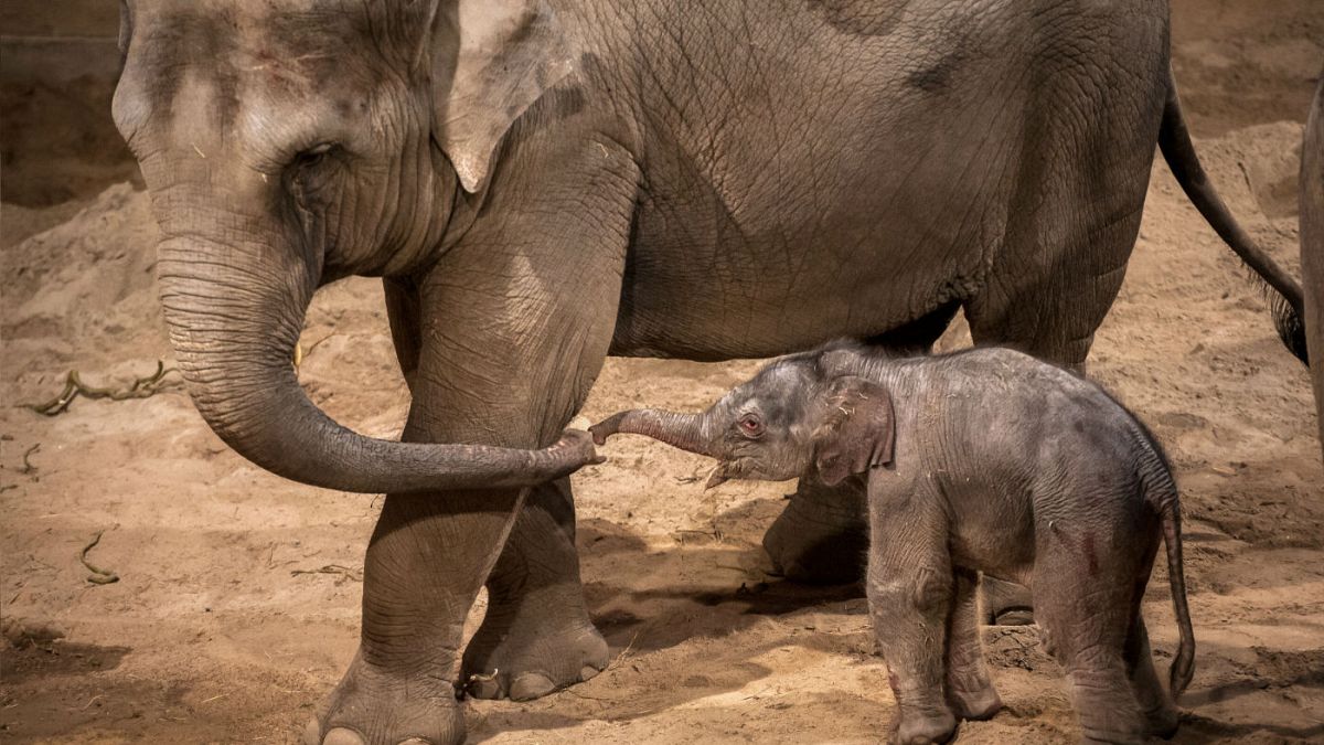 A baby elephant stands next to its mother May Tagu