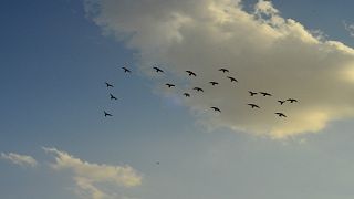 مشهد مخيف لطيور "الزرزور" تغزو سماء الجزائر العاصمة 