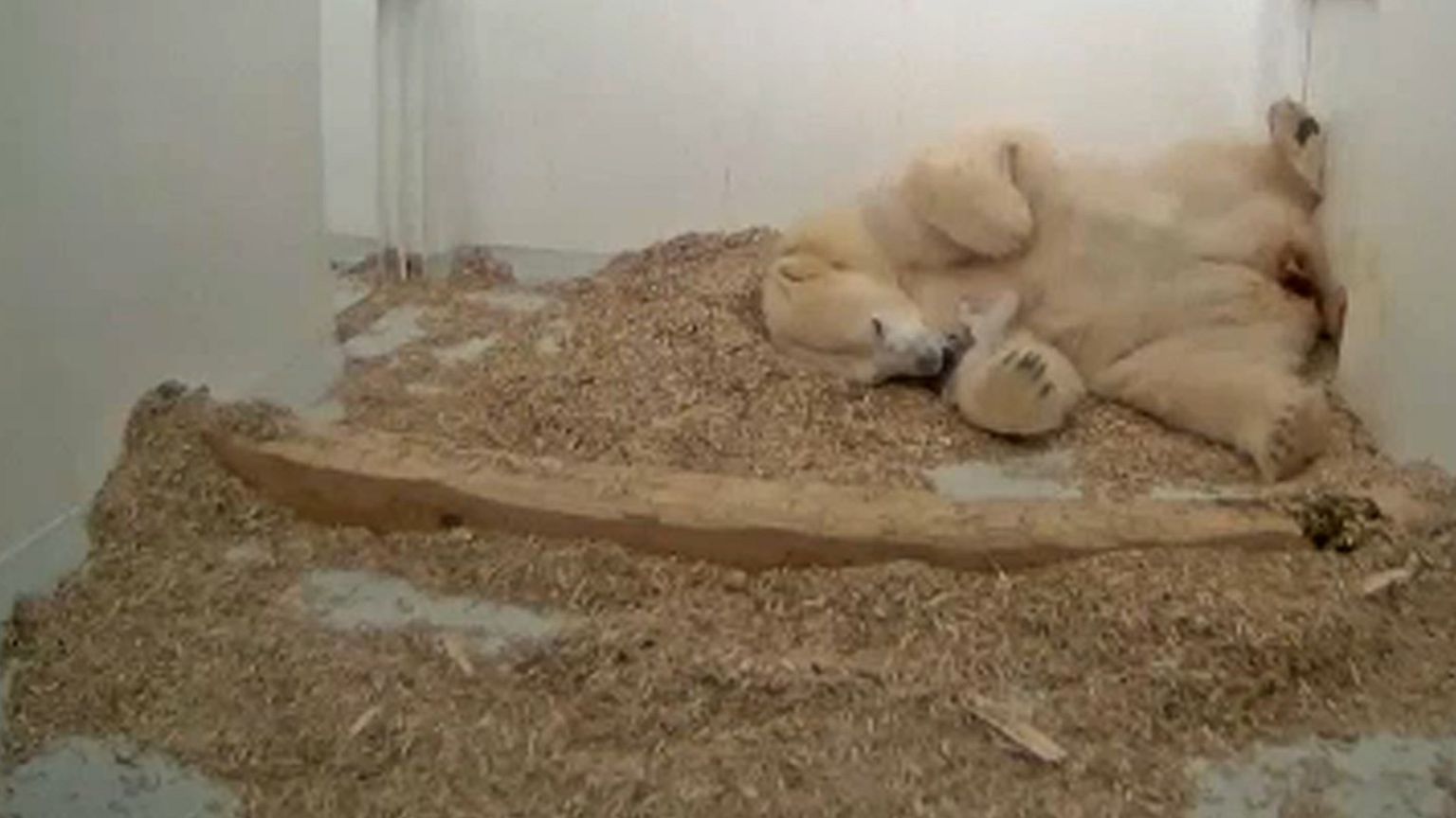 Urso polar brinca com a mãe no jardim zoológico de Berlim