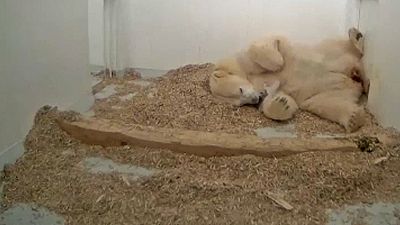 Urso polar brinca com a mãe no jardim zoológico de Berlim
