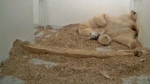 Urso polar brinca com a mãe no jardim zoológico de Berlim