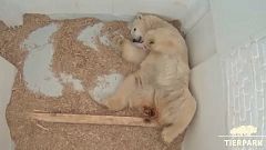 Polar bear cub opens her eyes