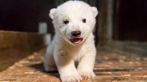 Berlino festeggia la nascita di un'orsa polare Berlino festeggia la nascita di un'orsa polare