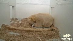 Carnet rose au Tierpark de Berlin