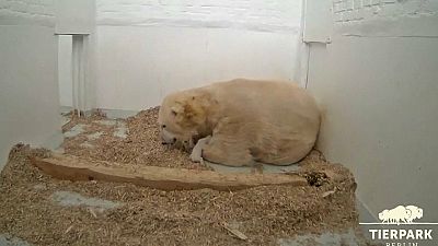 Nace una osita polar en el zoo de Berlín