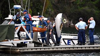 Body of passenger recovered from seaplane crash north of Sydney, Dec. 31