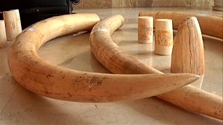 China proíbe comércio de marfim