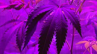 Califórnia lança-se no cultivo doméstico de marijuana